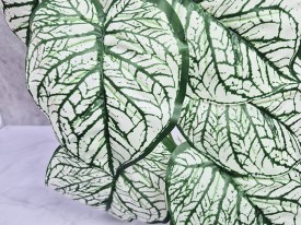 Guia hojas grandes blancas y verde